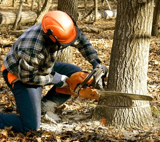 Tree Removal in Rangeley, ME